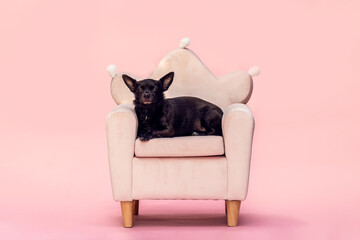 Chihuahua dog sitting on stylish armchair with pastel background