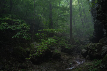 埼玉県_両神山_白井差登山道