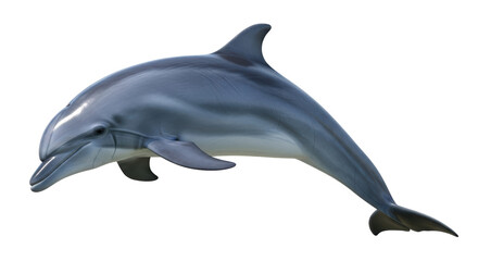 Isolated Dolphin