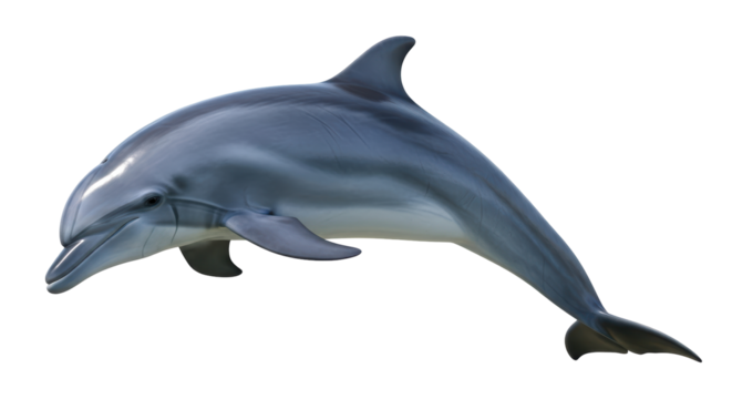 Isolated Dolphin