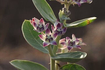 Calotropis procera closeup. Selective focus. Nature concept.