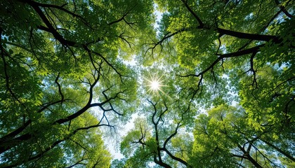 Looking up through the canopy of vibrant green trees, with a bright sun shining overhead in the clear sky