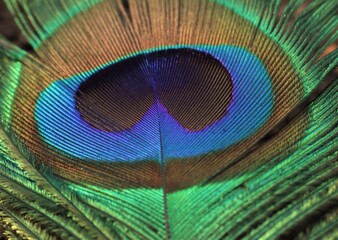 Peacock feather closeup. Selective focus. Feather detail.
