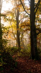 Fototapeta premium Autumn Forest Path, Sunlight, Fog