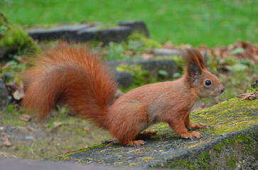 Wild redhead squirrel portrait outdoors. Wild animals,nature,sqirrel in autumn, fauna ,wildlife protection.