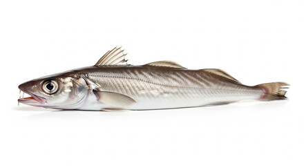 Fresh whole raw fish with silvery scales and open mouth, isolated on a transparent background, ready for cooking.
