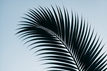 Obraz premium Close-up of tropical palm leaf silhouette against soft sky background, emphasizing natural symmetry, plant texture, and minimal concept.