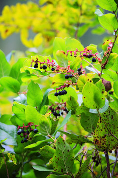 Salal, shallon or gaultheria (Gaultheria shallon)