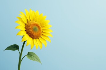 Fototapeta premium Bright yellow sunflower with green leaves standing against a pastel blue background with copyspace, light and clean design concept. Ai generative. Ai generative