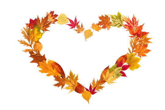 Colored autumn leaves in heart shape isolated on white background - Powered by Adobe