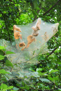 fall webworm nest (Hyphantria cunea)