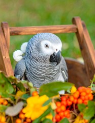 Obraz premium Gray parrot in wooden trough with fall flowers