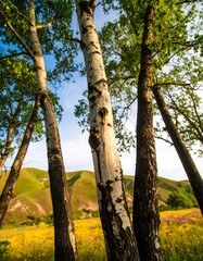 Fototapeta premium Birch Trees, Sunny Meadow, Hillside View