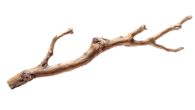 Dry, gnarled branch, light brown tones