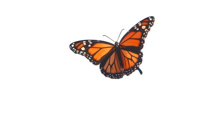 Fototapeta premium Monarch butterfly with orange and black wings isolated on transparent background