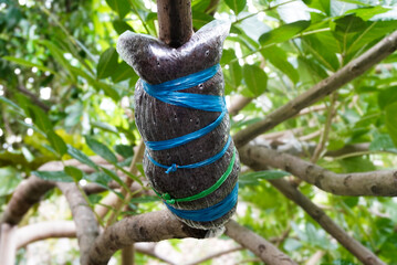 Tree Grafting Technique:  Close-up of a Plant Graft Secured with Plastic and Rubber Bands on a Branch