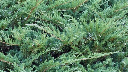 Juniperus sabina in the autumn