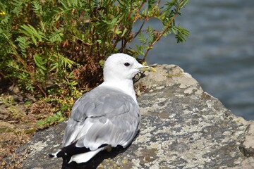 A cute common gull is standing on a rocky beach in bright summer day.