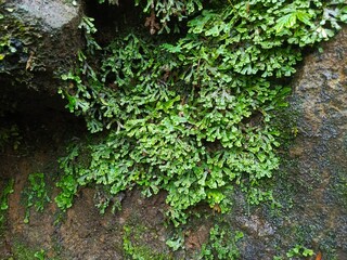 Lush Green Forest Ground with Ferns and Moss-Covered Rocks