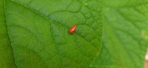 Red Pumpkin Beetle Close Up on Green Leaf Macro Photography of Garden Insect