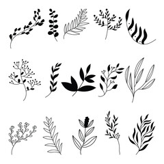 Set of herbs, branches, flowers. Hand drawn. Vector. Leaves, herbs, branches and floral elements for wedding invite. Vector illustration.