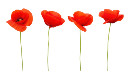 Isolated Poppies