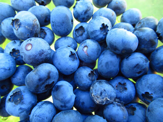 Blueberry berries close-up. Blueberry harvest