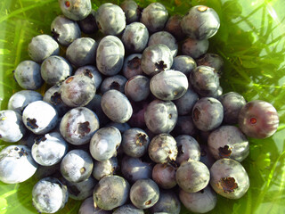 Blueberries on a light green background. Blueberry harvest at the cottage