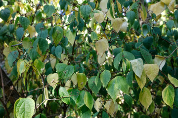 The texture of tree leaves in autumn. The season of changing the color of the leaves of the trees