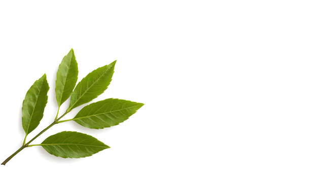 Yom-e-Quaid in urdu Calligraphy Translation from Quaid e azam Mohammad ali jinnah 25th December