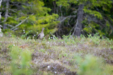 Whimbrel (Numenius phaeopus) standing on a meadow – typical grassland and migratory bird in natural habitat.