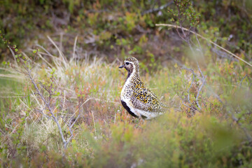 European golden plover (Pluvialis apricaria) in natural habitat – typical meadow and migratory bird of Nordic landscape.
