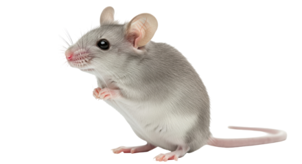 Isolated Cute Mouse