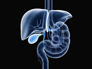 Monochrome X-Ray Style Illustration of Human Liver and Gallbladder Anatomy”
