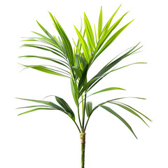 Fototapeta premium Palm Frond Growing in Sunlight, Close-up Studio Shot on Black Background