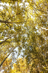 Looking up in a beech tree forest in autumn. Low angle shot.