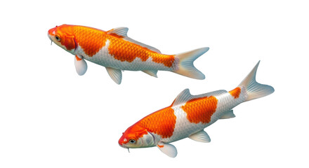Isolated Two Koi Fish © Natalia