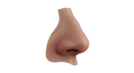 Detailed 3D Render of Human Nose Anatomy, Side Profile on Black Background