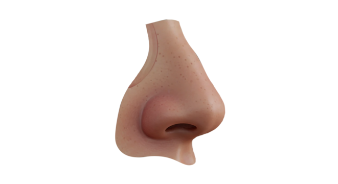 Detailed 3D Render of Human Nose Anatomy, Side Profile on Black Background
