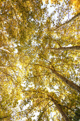 Looking up in a beech tree forest in autumn. Low angle shot.