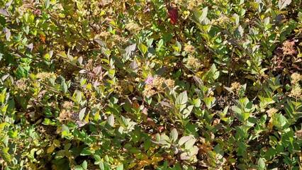 Fototapeta premium Background or Texture of the Autumn Leaves and Stems on a Deciduous Dogwood Shrub Cornus sanguinea growing in a Garden. 