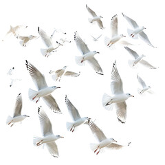 Fototapeta premium and keyword list based on the image.. Seabirds Flying in Air Numerous White Birds Soaring Freely Against Black Sky