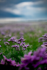 Obraz premium field of lavender