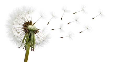 Isolated Dandelion with Seeds