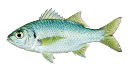 Isolated Silver Fish