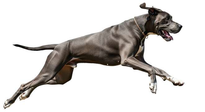 Isolated Great Dane Running