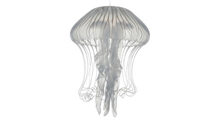 Isolated Jellyfish © Natalia