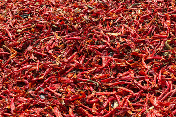 Fototapeta premium Bright Red Dried Chili Peppers