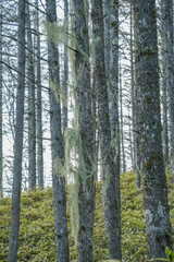 Obraz premium 山梨県_日向山