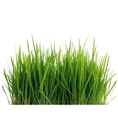 Obraz premium Vibrant green grass on transparent background